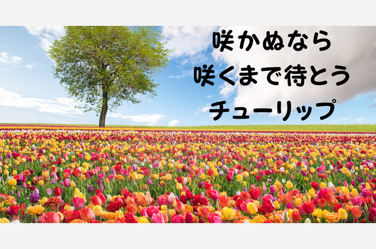 咲かぬなら 咲くまで水をあげよう チューリップ